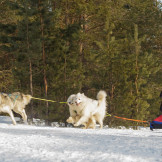 zimnaya_skazka_2014_059