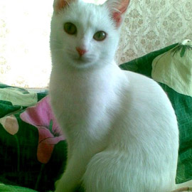 Красотка Желтова Алиса